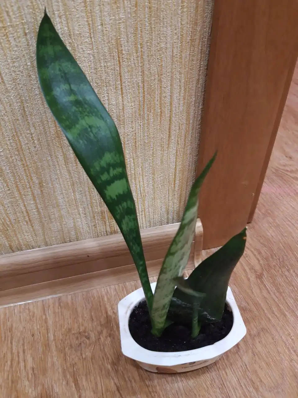 Продам сансевьерию