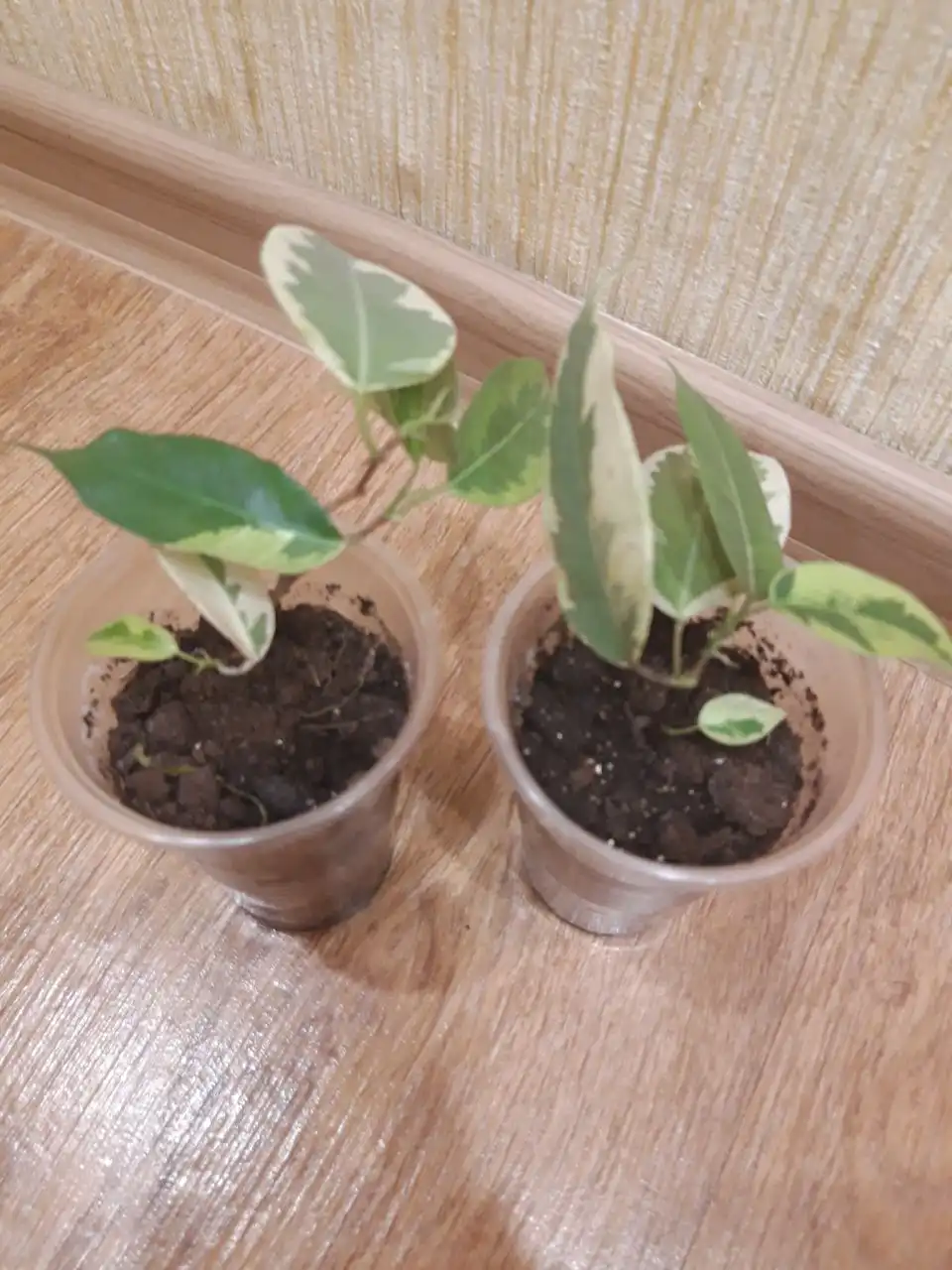 Продам фикус в центре Братска