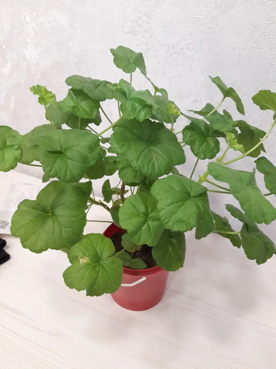 Продам пеларгонию в центре Братска - Растения (Хобби и отдых) в Братск