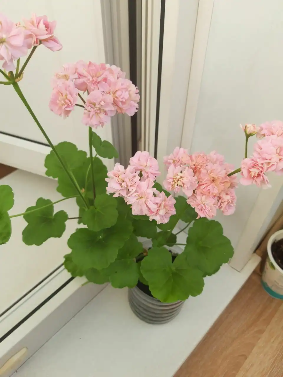 Продам пеларгонию в центре Братска - Растения (Хобби и отдых) в Братск