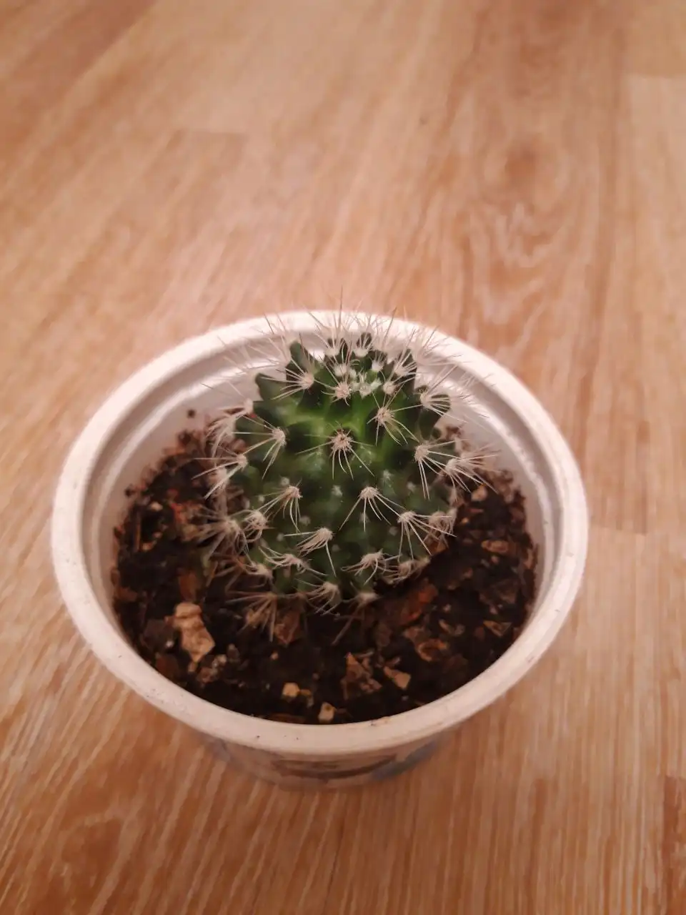 Продам кактус в центре Братска