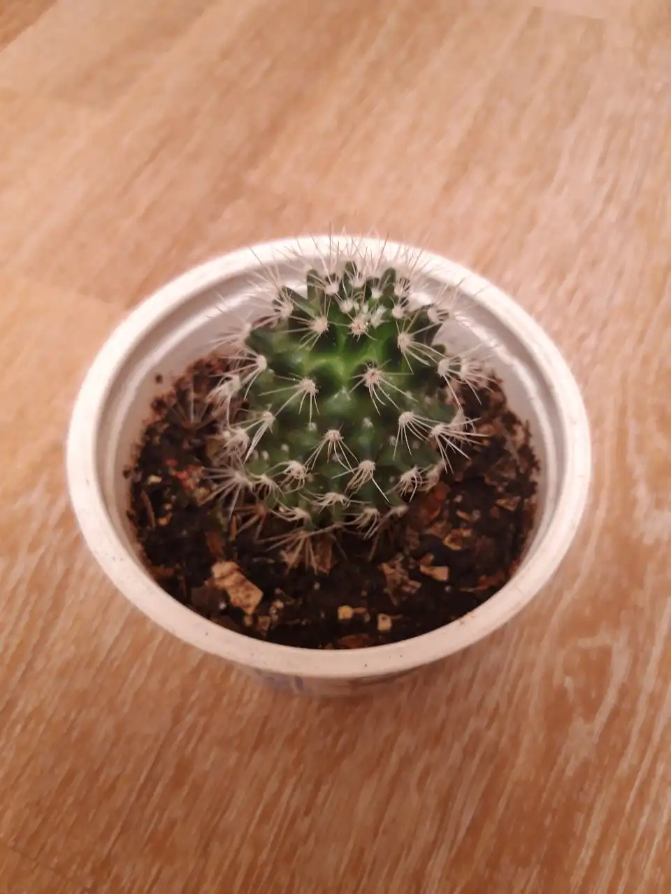 Продам кактус в центре Братска