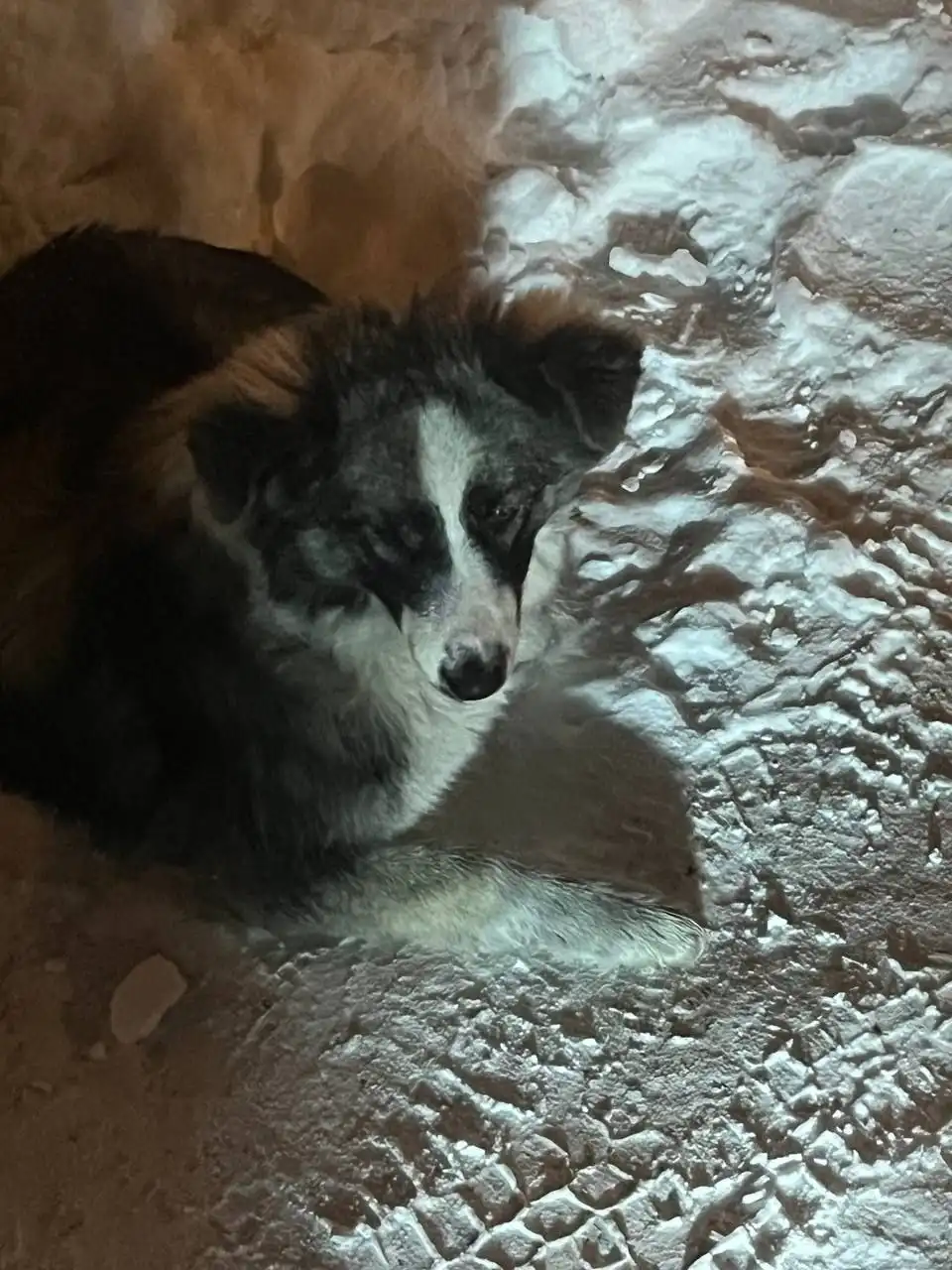 Найден трехцветный пес возле телецентра