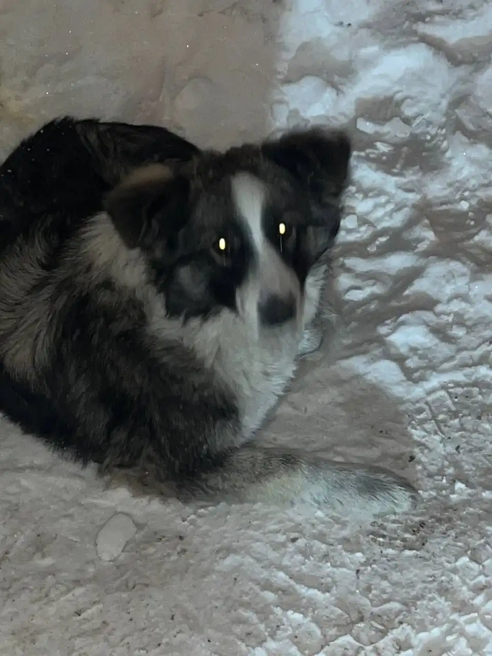 Найден трехцветный пес возле телецентра