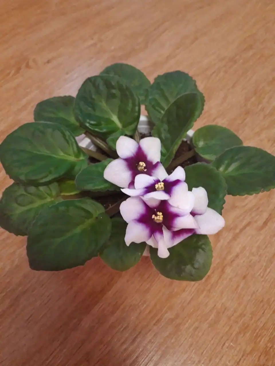 Продам фиалку в центре Братска - Комнатные растения (Хобби и отдых) в Братск