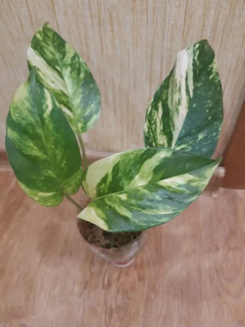 Продам эпипремнум голд флейм - Ручная работа в Братск