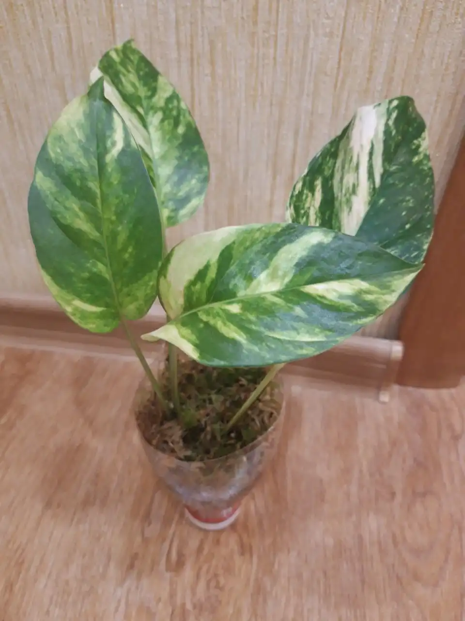 Продам эпипремнум голд флейм - Растения (Хобби и отдых) в Братск