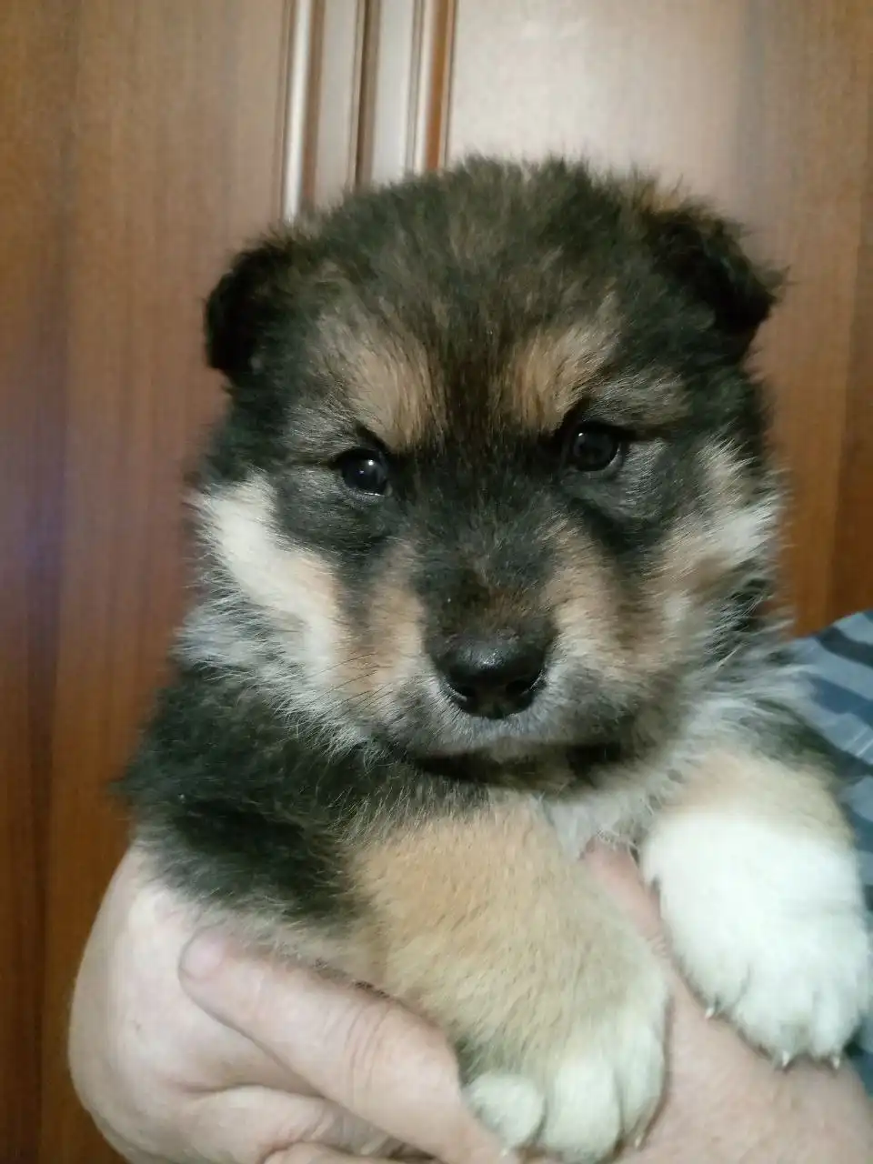 Щенок от хаски в добрые руки