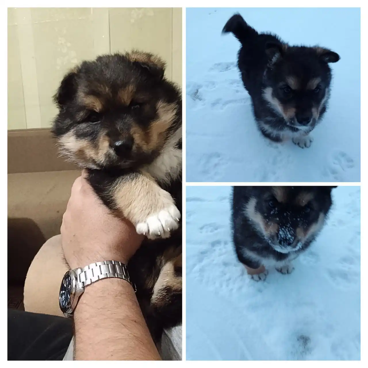 Щенок хаски отдам в добрые руки