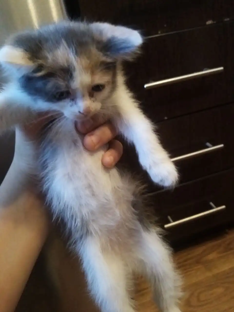 Отдам котят в добрые руки