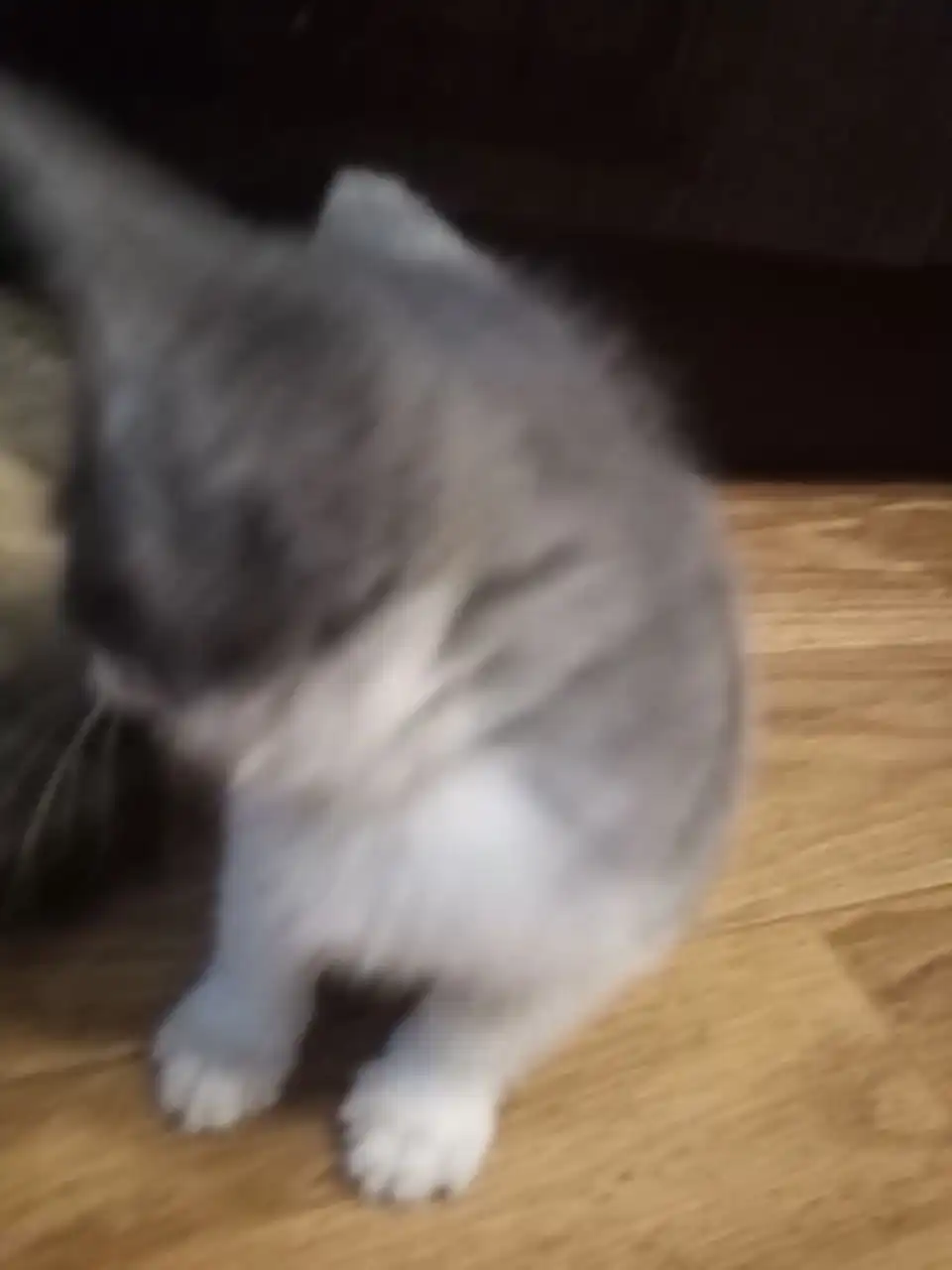 Отдам котят в добрые руки