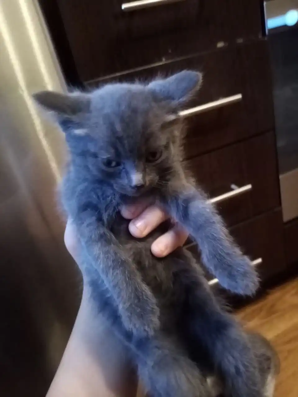 Отдам котят в добрые руки