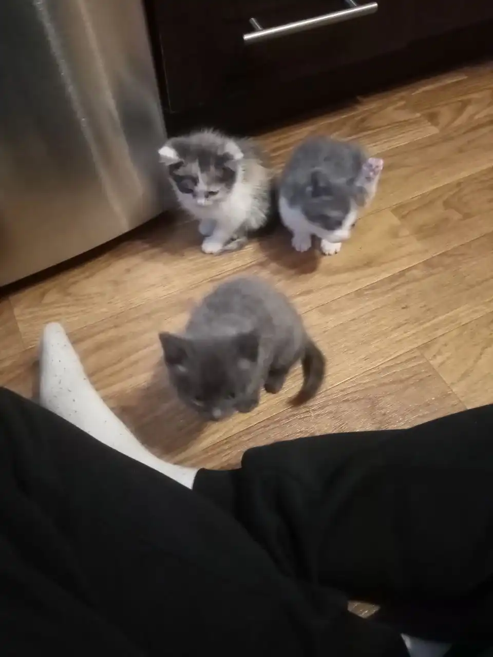 Отдам котят в добрые руки