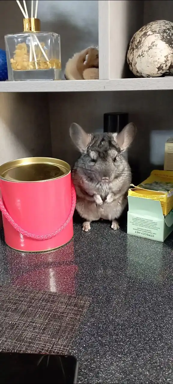 Продажа шиншиллы с клеткой