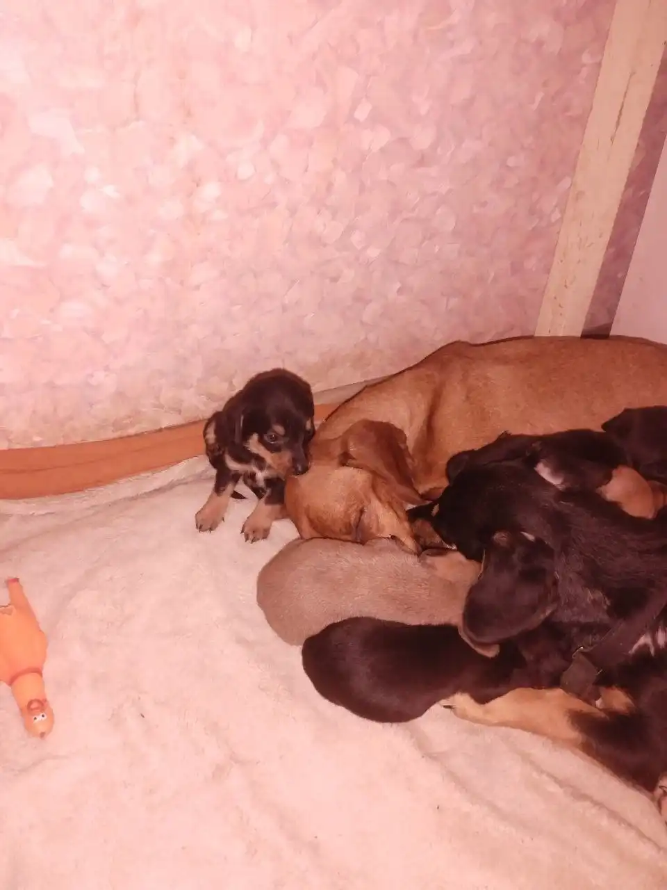 Щенки таксы в хорошие руки - Собаки (Животные) в Братск