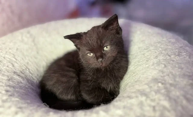 Отдам в добрые руки котят британцев - Корм для животных в Братск