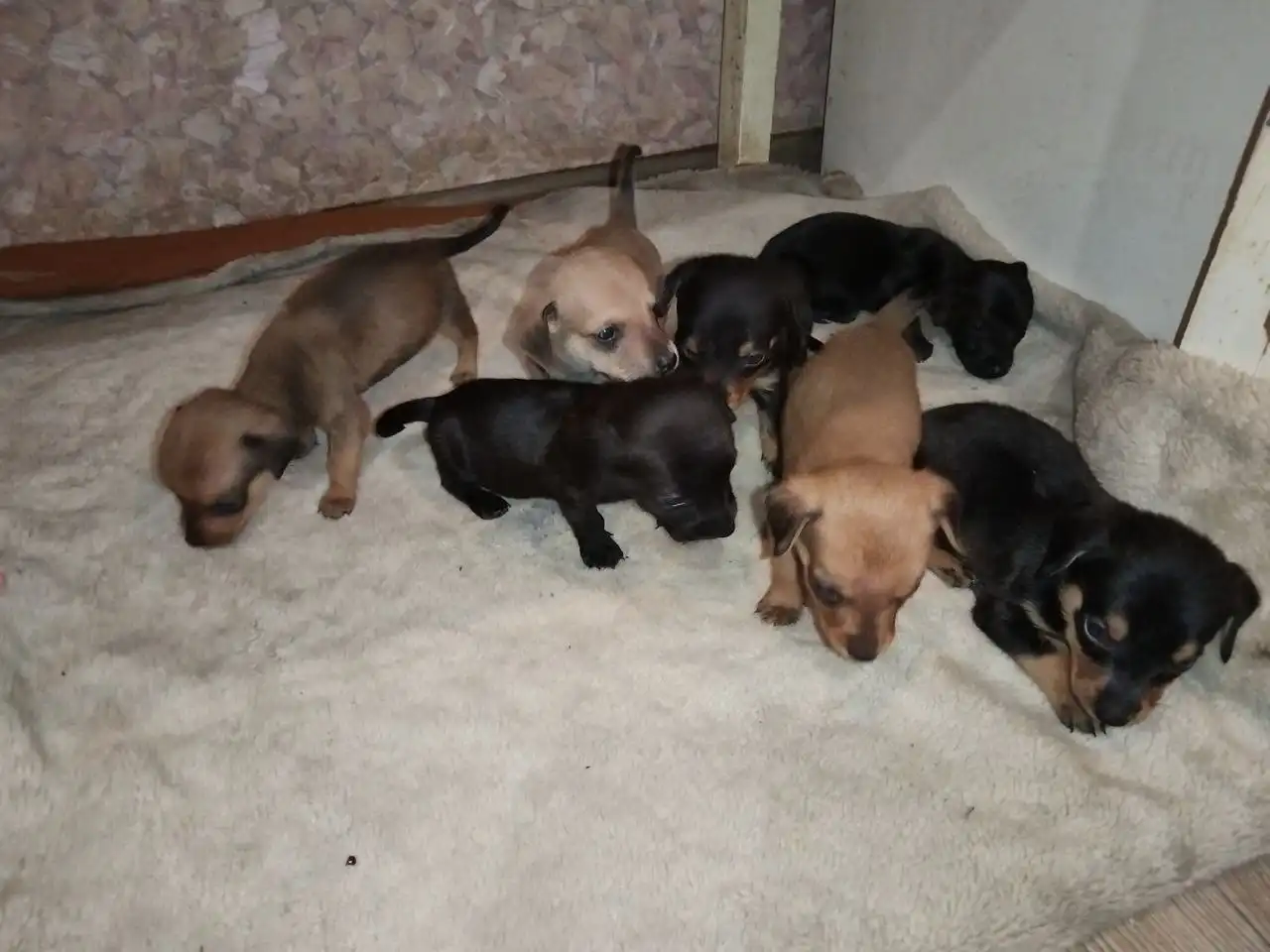 Щенки таксы в добрые руки