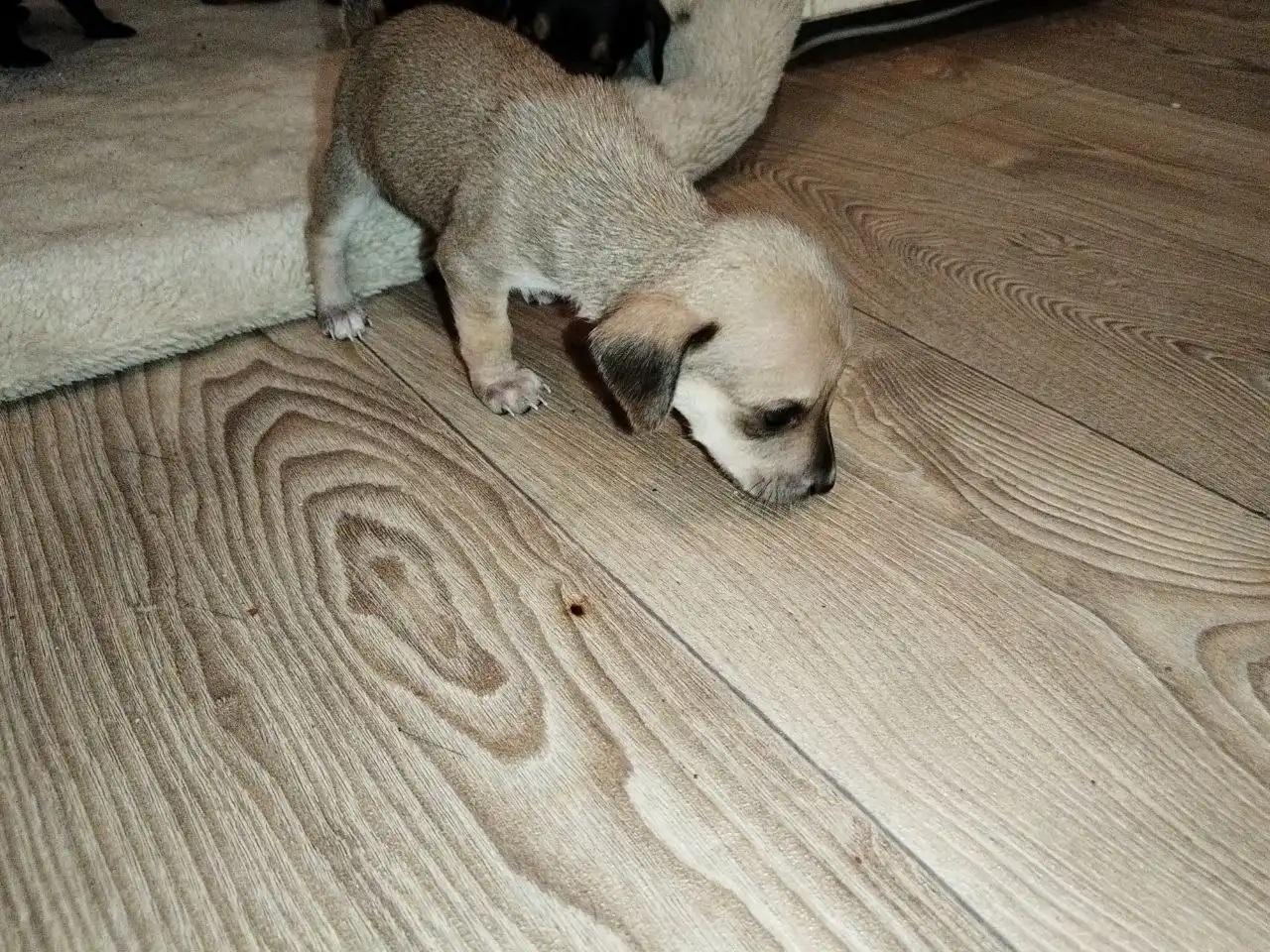 Щенки таксы в добрые руки