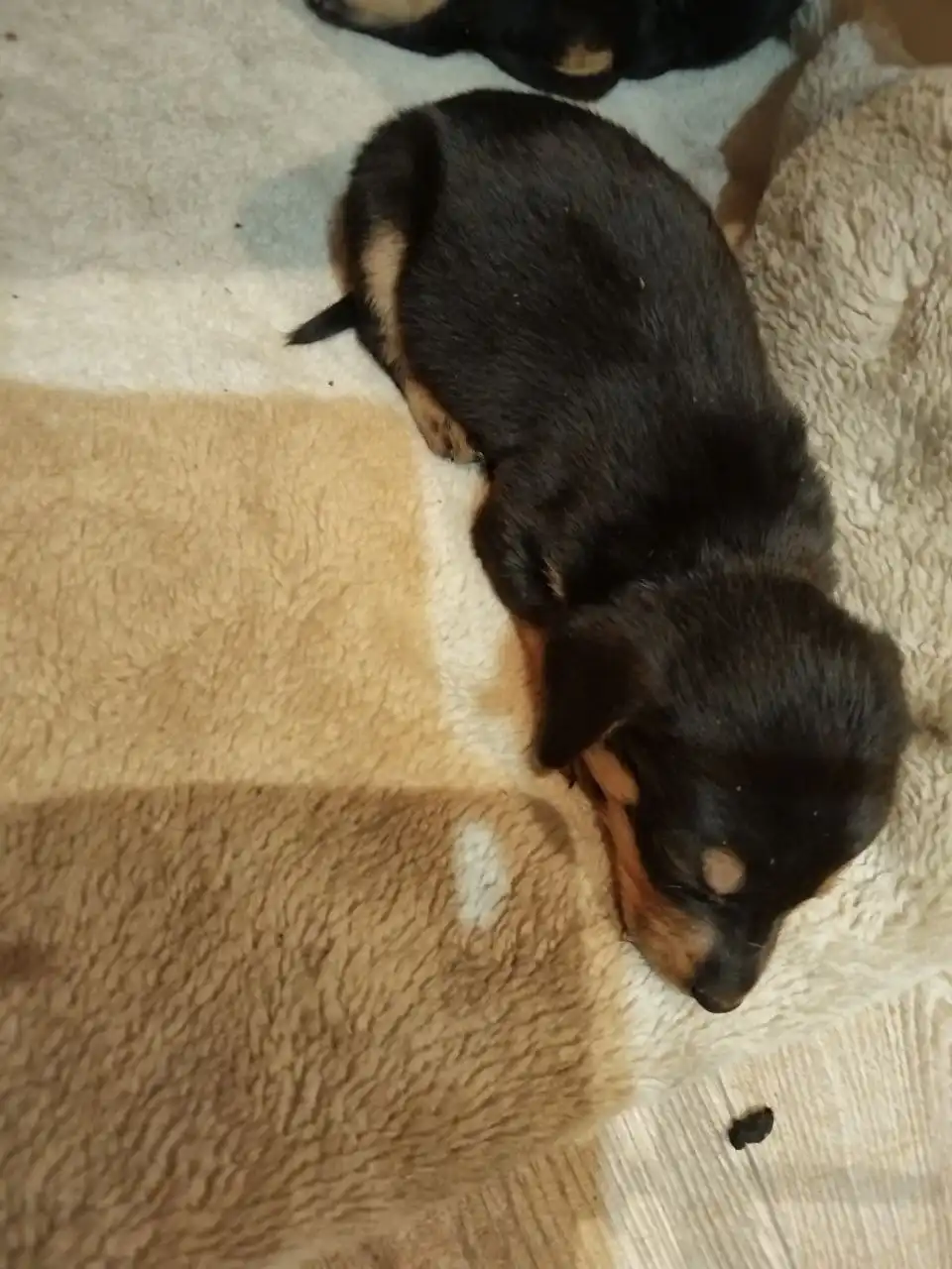 Щенки таксы в добрые руки