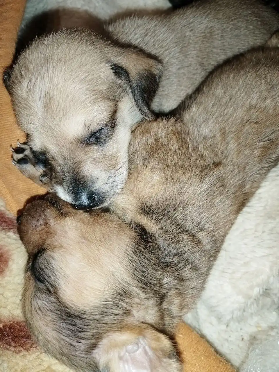 Щенки таксы в добрые руки