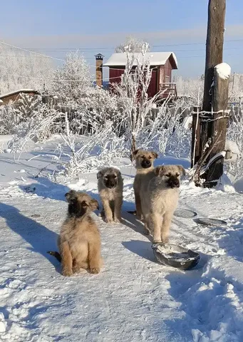 Щенки в добрые руки - Клетки в Братск