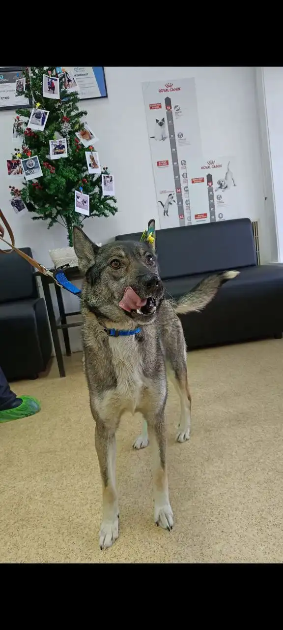 Найда ищет дом - Собаки (Животные) в Братск