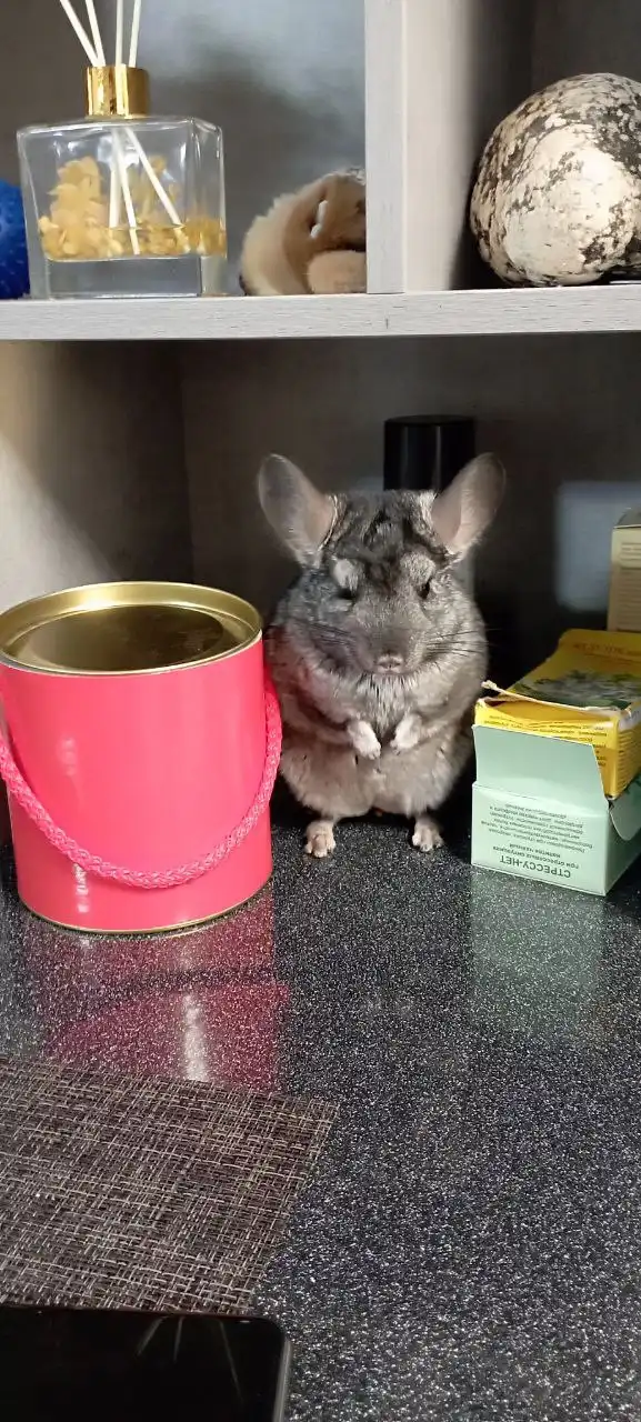 Продажа шиншиллы - Грызуны (Животные) в Братск