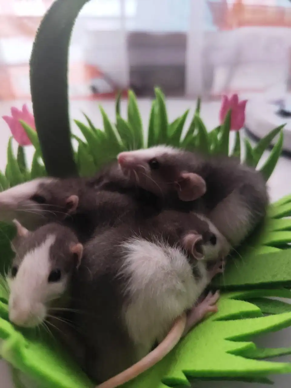 Хаски-дамбо крысята рождественского помета - Грызуны (Животные) в Братск