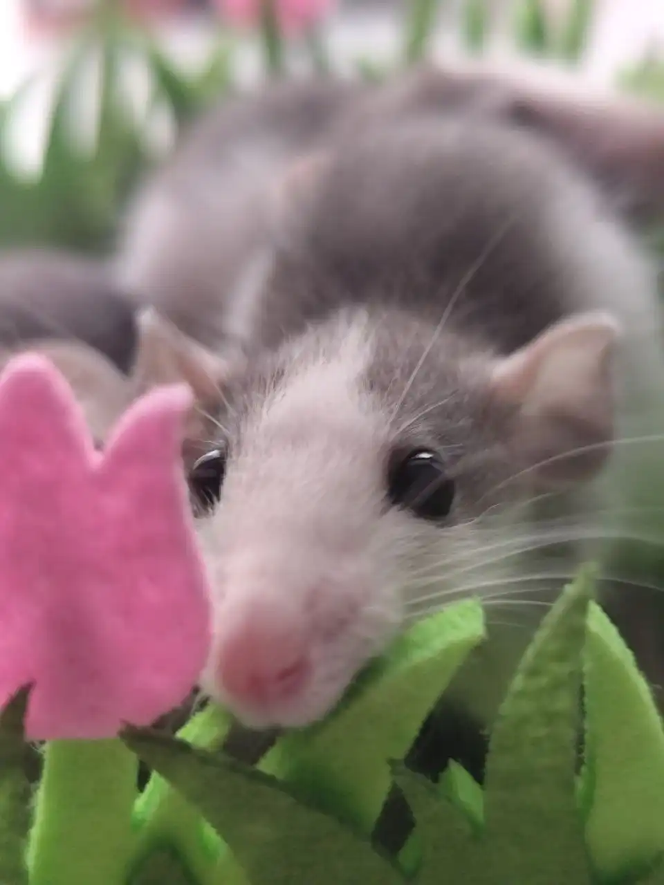 Хаски-дамбо крысята рождественского помета - Грызуны (Животные) в Братск