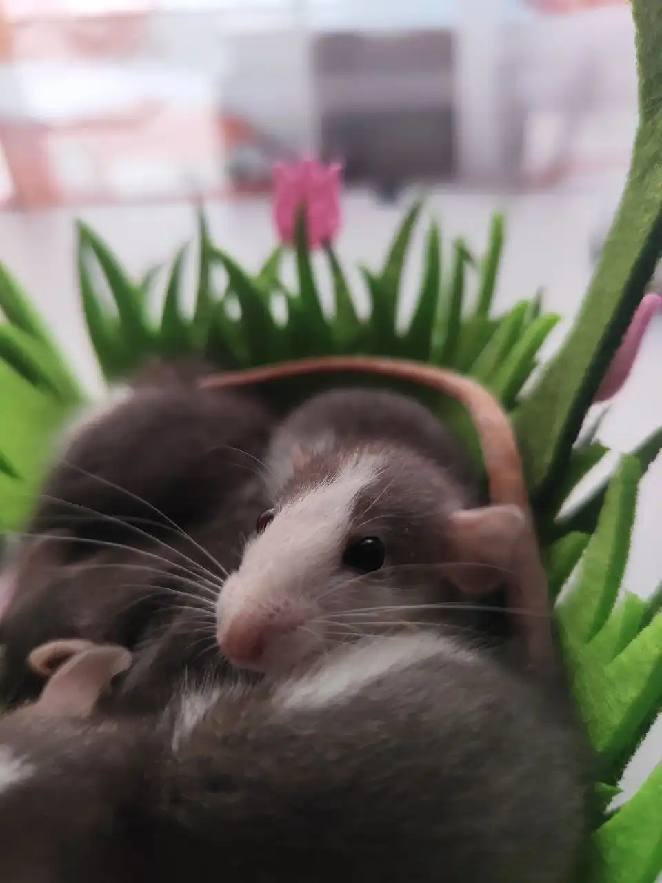 Хаски-дамбо крысята рождественского помета - Грызуны (Животные) в Братск