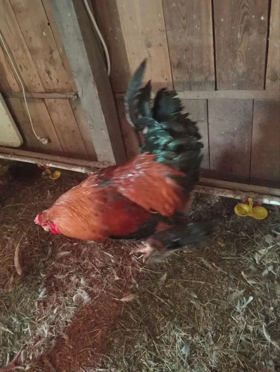 Продам петухов - Птица (Животные) в Братск