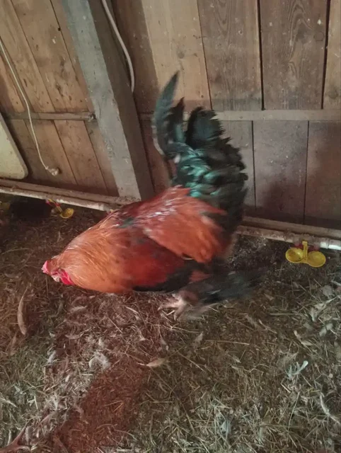 Продам петухов - Клетки в Братск