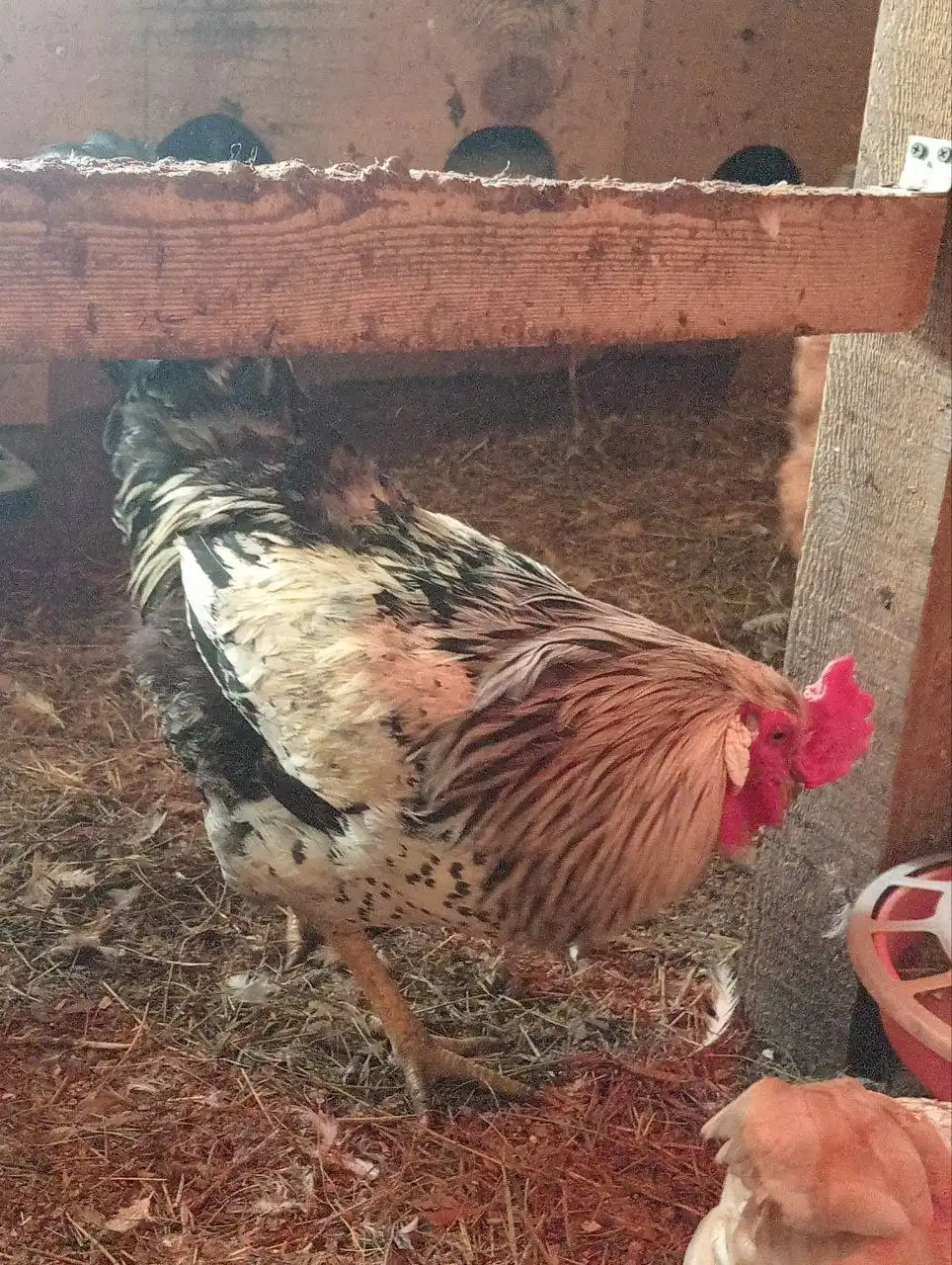 Продам петухов - Птица (Животные) в Братск