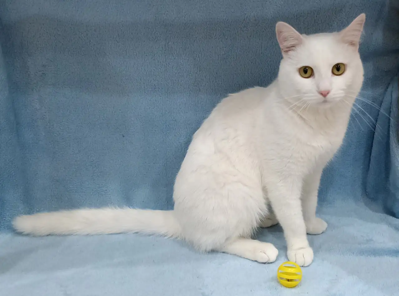 Ищу новых хозяев для пса Бутча, кошки Масюни и кота Тимофея - Домашние животные (Животные) в Братск