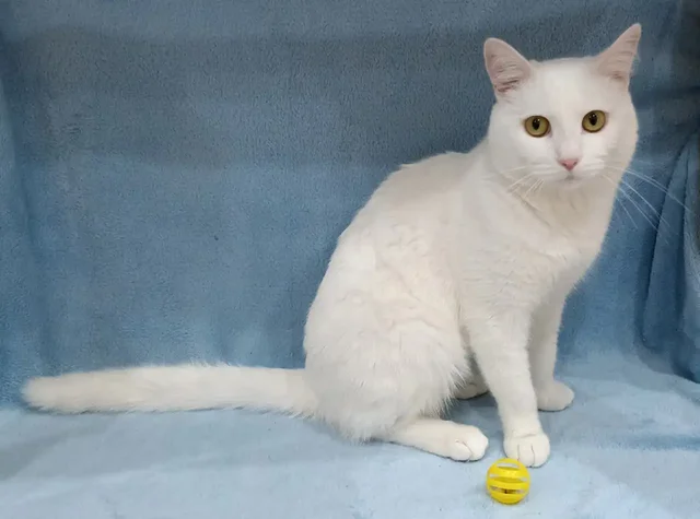 Ищу новых хозяев для пса Бутча, кошки Масюни и кота Тимофея - Клетки в Братск