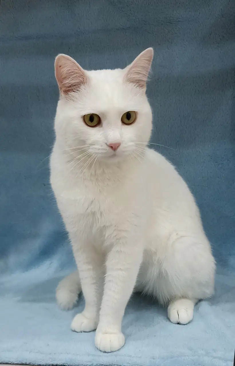 Ищу новых хозяев для пса Бутча, кошки Масюни и кота Тимофея - Домашние животные (Животные) в Братск