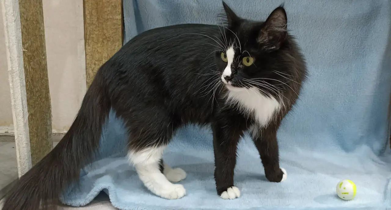 Ищу новых хозяев для пса Бутча, кошки Масюни и кота Тимофея - Домашние животные (Животные) в Братск