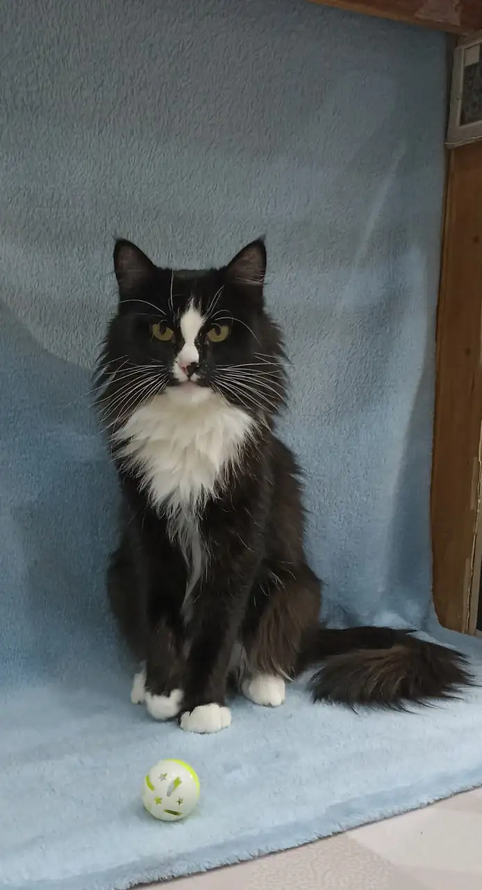 Ищу новых хозяев для пса Бутча, кошки Масюни и кота Тимофея - Домашние животные (Животные) в Братск