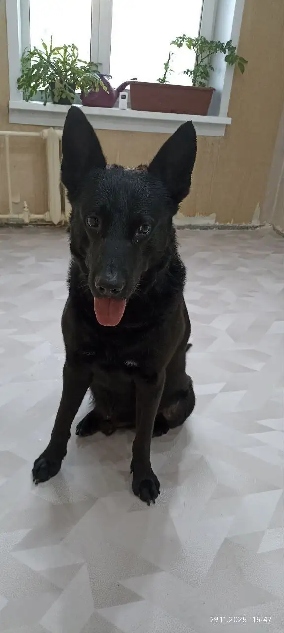 Ищу новых хозяев для пса Бутча, кошки Масюни и кота Тимофея - Домашние животные (Животные) в Братск