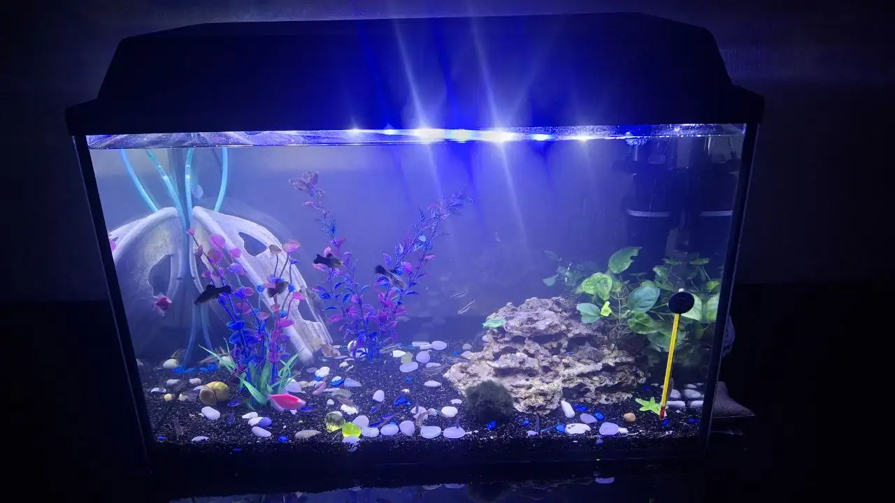 Продам аквариум 60 литров с рыбками - Рыбы (Животные) в Братск