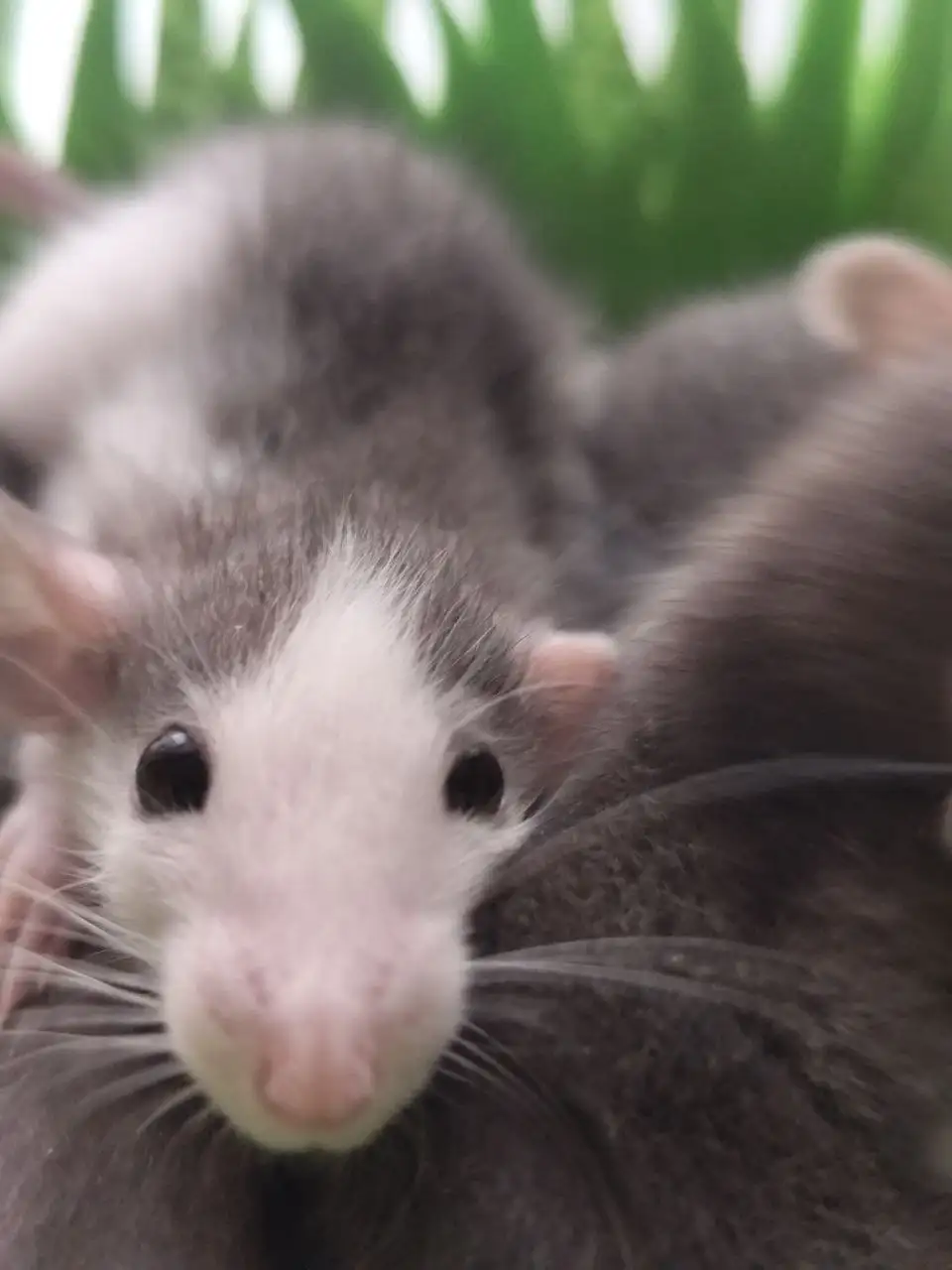 Малыши рождественского помета (хаски окрас, уши дамбо) - Декоративные крысы (Животные) в Братск