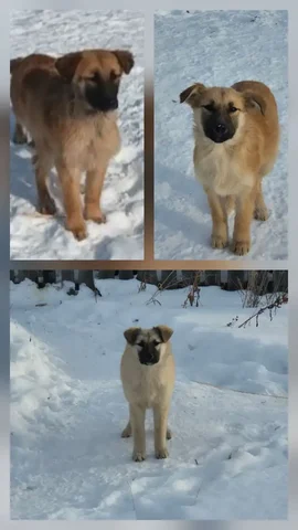 Три котенка ищут дом в Братске - частное объявление в Братск