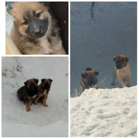 Щенки 2 месяца ищут дом - частное объявление в Братск
