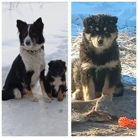 Очаровательные кошки Чара и Тая ищут хозяев - Потерянные животные в Братск