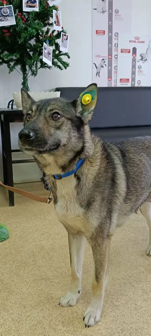 Найдется дом для годовалой умной собаки Найды - Собаки (Животные) в Братск