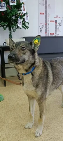 Найдется дом для годовалой умной собаки Найды - Потерянные животные в Братск