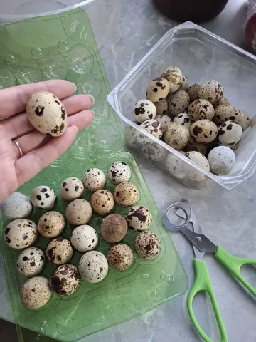 Продажа свежих перепелиных яиц - Пиломатериалы в Братск