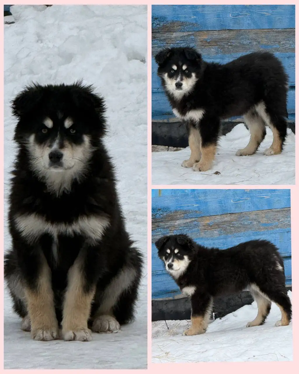 Щенок Тая 3 месяца ищет семью - Собаки (Животные) в Братск