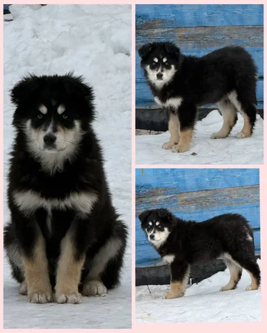 Щенок Тая 3 месяца ищет семью - Птицеводство в Братск