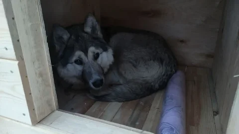 Щенок волкособ сука 8 месяцев - Птицеводство в Братск